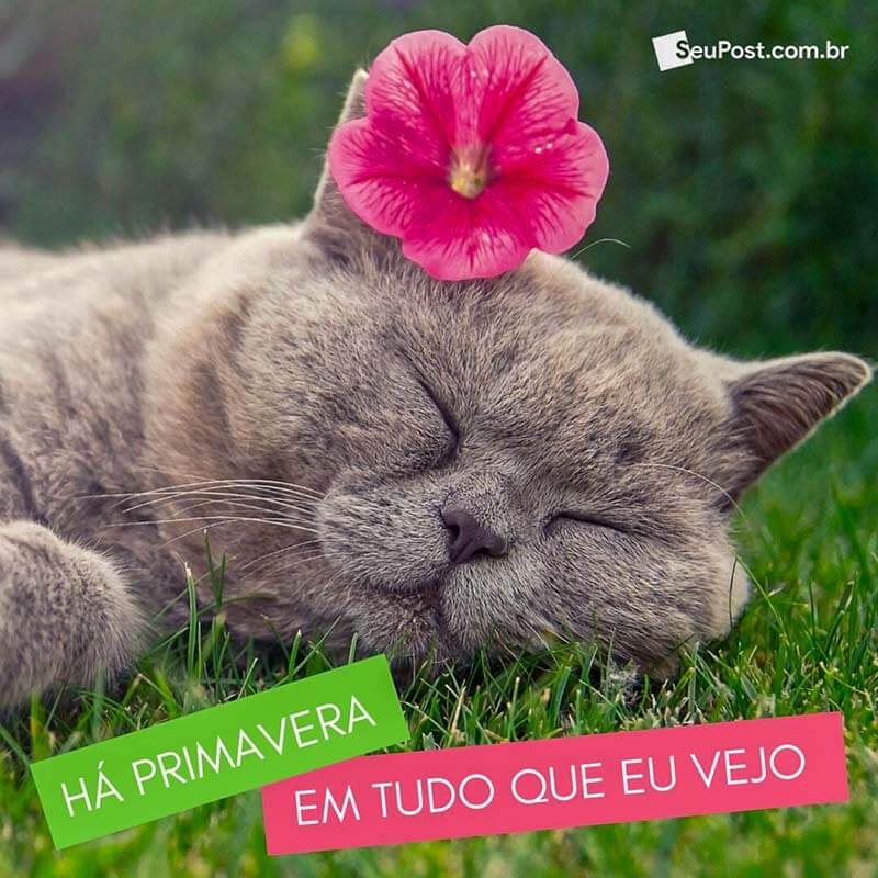 Há primavera em tudo que eu vejo